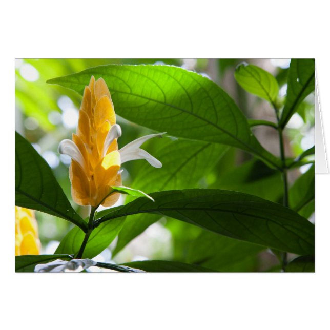 Gele ventiel (Voorkant Horizontaal)