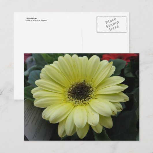 Gele ventiel briefkaart (Voorkant / Achterkant)