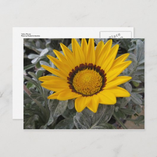 Gele ventiel briefkaart (Voorkant / Achterkant)