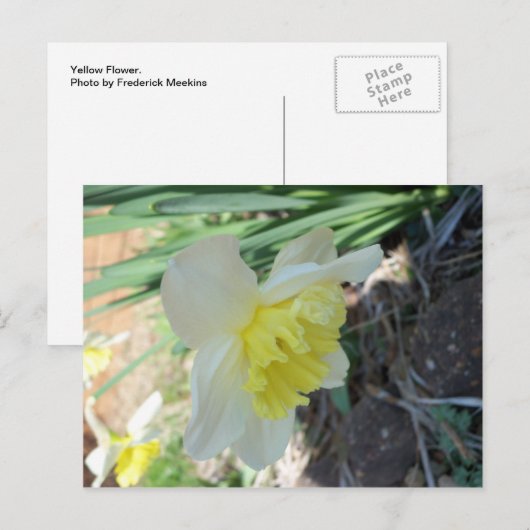 Gele ventiel briefkaart (Voorkant / Achterkant)