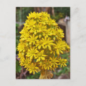 Gele ventilatorclusters briefkaart (Voorkant)