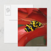 Gele-verbonden gifkikker briefkaart (Voorkant / Achterkant)