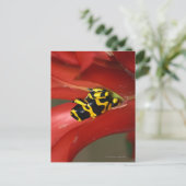 Gele-verbonden gifkikker briefkaart (Staand voorkant)