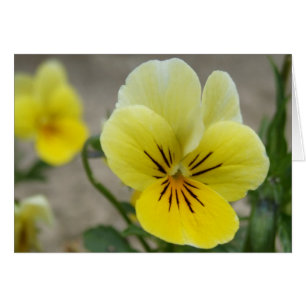 Gele Viola Kaart