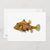 Gele vis briefkaart (Voorkant / Achterkant)