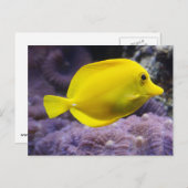 Gele vis briefkaart (Voorkant / Achterkant)