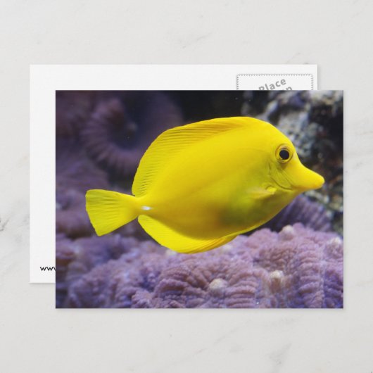 Gele vis briefkaart (Voorkant / Achterkant)