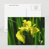 Gele vlag Iris Briefkaart (Voorkant / Achterkant)