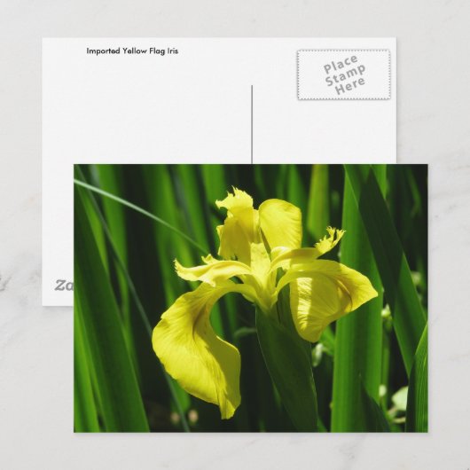 Gele vlag Iris Briefkaart (Voorkant / Achterkant)