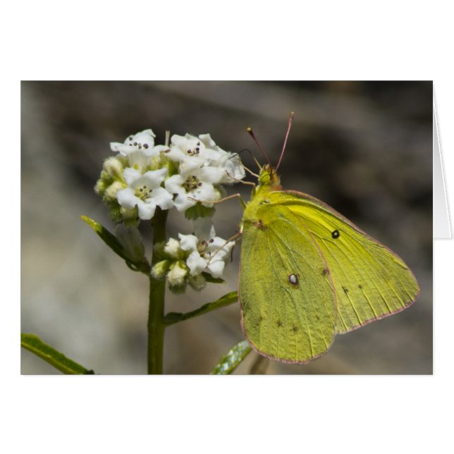 Gele vlinder (Voorkant Horizontaal)