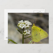 Gele vlinder briefkaart (Voorkant / Achterkant)