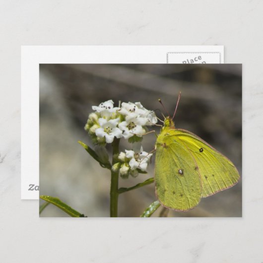 Gele vlinder briefkaart (Voorkant / Achterkant)