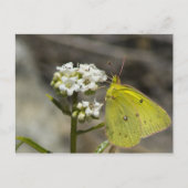 Gele vlinder briefkaart (Voorkant)