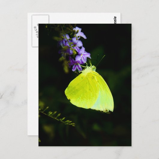 Gele vlinder - briefkaarten (Voorkant / Achterkant)