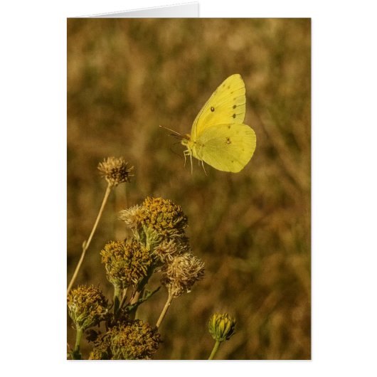 Gele Vlinder Herfst Bloemen  (Voorkant)