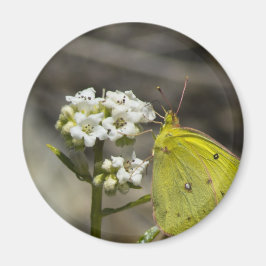 Gele vlinder magneet