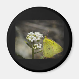 Gele vlinder magneet