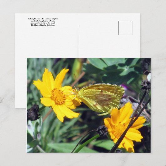 Gele vlinder op Oranje bloemen Briefkaart (Voorkant / Achterkant)