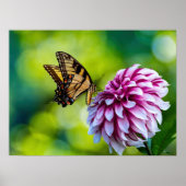 Gele vlinder op roze Dahlia Flower in een tuin Poster (Voorkant)