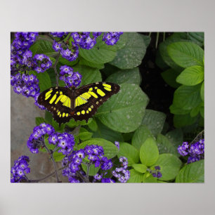 Gele vlinder op Violet Flowers Print