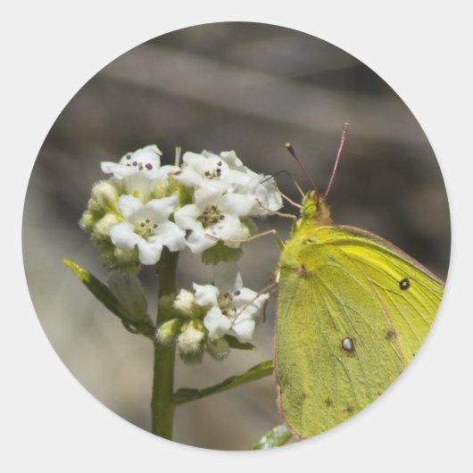 Gele vlinder ronde sticker (Voorkant)