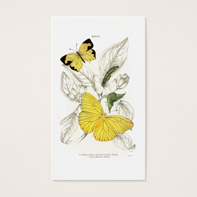  gele vlinders |  insecten visitekaartje (Voorkant)