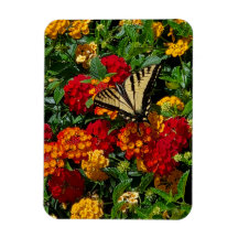 gele vlinderstaartvlinder oranje & rode bloemen