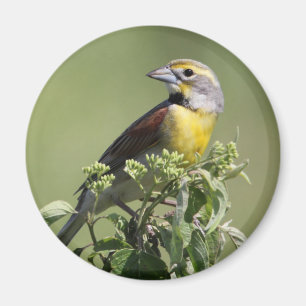 Gele Vogel Magneet