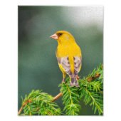 Gele vogel op bijkantoor foto afdruk (Voorkant)
