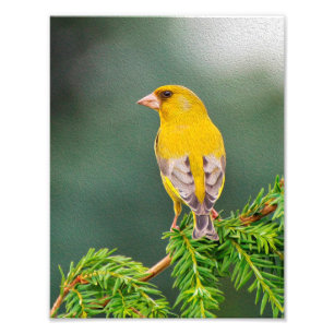Gele vogel op bijkantoor foto afdruk