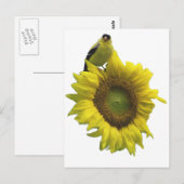 Gele vogel op gele zonnebloem. briefkaart (Voorkant / Achterkant)