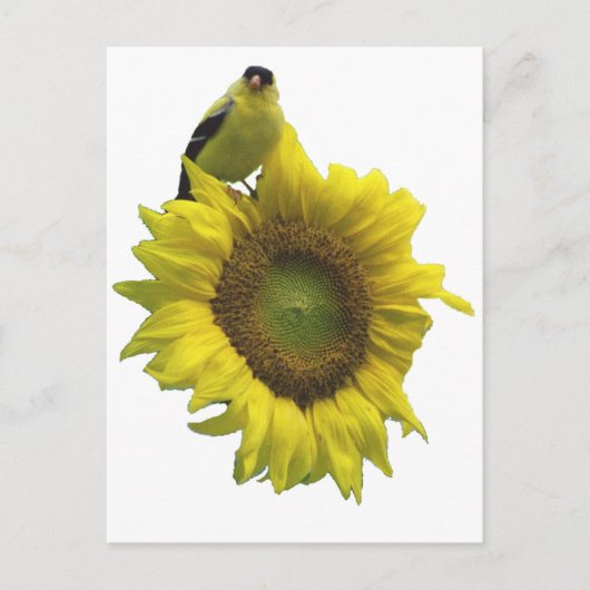 Gele vogel op gele zonnebloem. briefkaart (Voorkant)