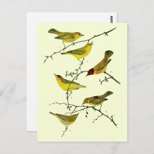 Gele vogels briefkaart (Voorkant / Achterkant)