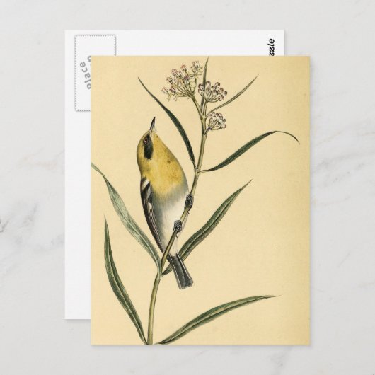 Gele Warbler Bird Briefkaart (Voorkant / Achterkant)