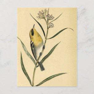  Gele Warbler Bird Briefkaart