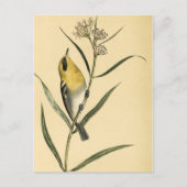 Gele Warbler Bird Briefkaart (Voorkant)