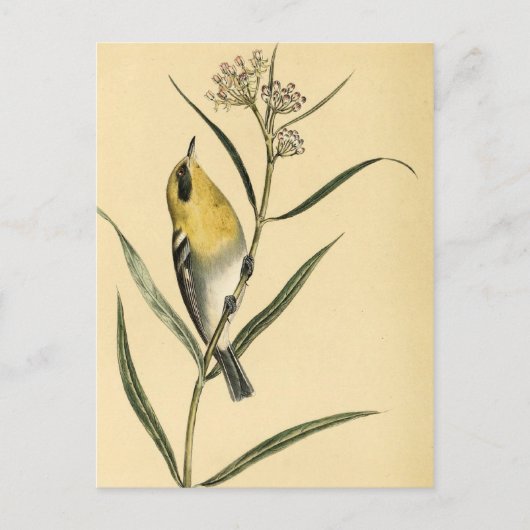  Gele Warbler Bird Briefkaart (Voorkant)