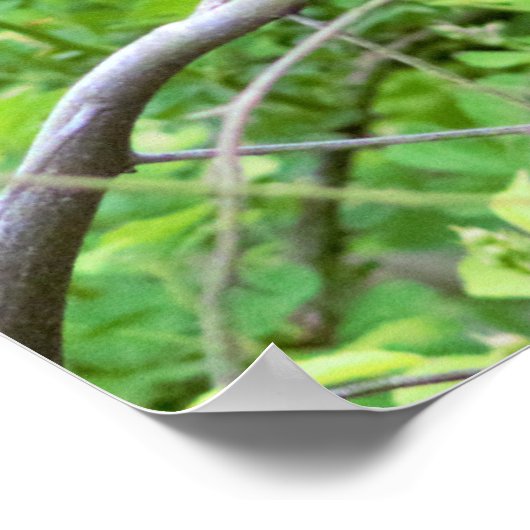 Gele Warbler Bird in Tree Poster (Hoek)