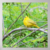 Gele Warbler Bird in Tree Poster (Voorkant)