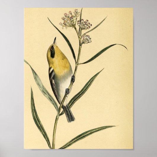  Gele Warbler Bird Poster (Voorkant)