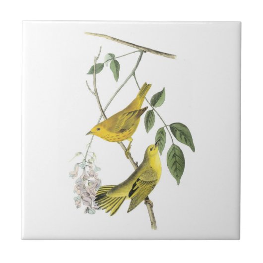 Gele Warbler door Audubon Tegeltje (Voorkant)