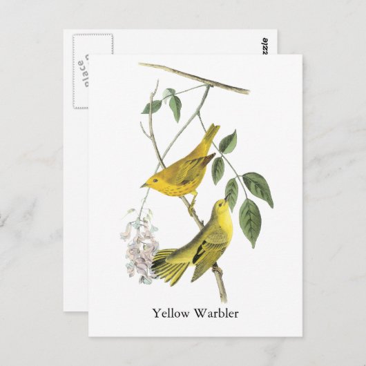 Gele Warbler, John Audubon Briefkaart (Voorkant / Achterkant)