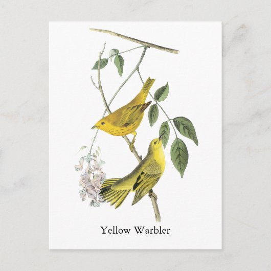 Gele Warbler, John Audubon Briefkaart (Voorkant)