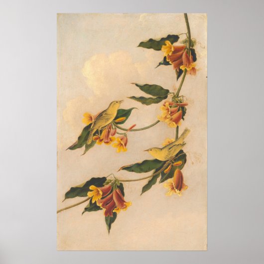 Gele Warbler - Joseph B. Kidd Fine Art Poster (Voorkant)