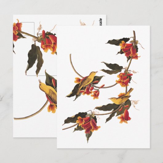 Gele Warbler-zongvogels op bloeiende kruisbessen Briefkaart (Voorkant / Achterkant)