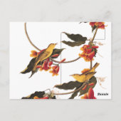 Gele Warbler-zongvogels op bloeiende kruisbessen Briefkaart (Achterkant)