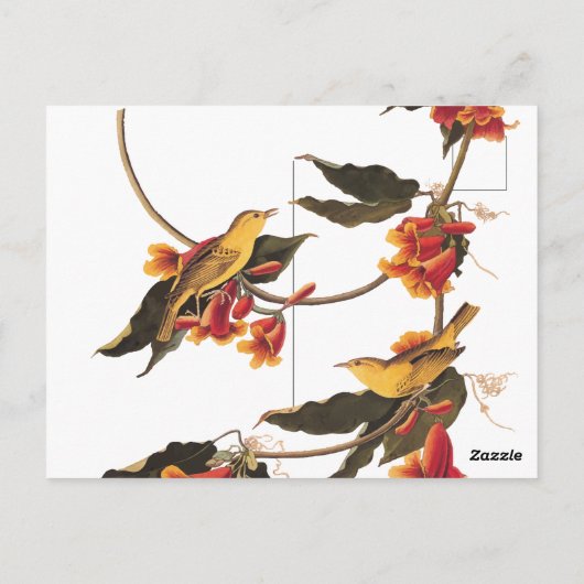 Gele Warbler-zongvogels op bloeiende kruisbessen Briefkaart (Achterkant)