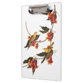 Gele Warbler-zongvogels op bloeiende kruisbessen Klembord (Links)