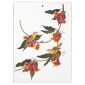 Gele Warbler-zongvogels op bloeiende kruisbessen Klembord (Achterkant)