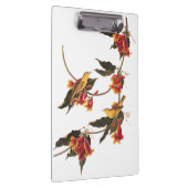 Gele Warbler-zongvogels op bloeiende kruisbessen Klembord (Rechts)